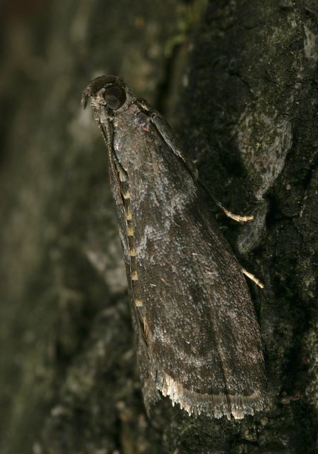 Oreana unicolorella Pyralidae