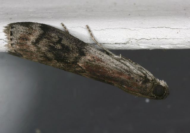 Euzophera semifuneralis Pyralidae