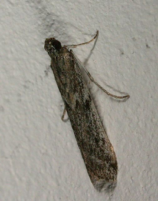 Phycitodes sp. Pyralidae