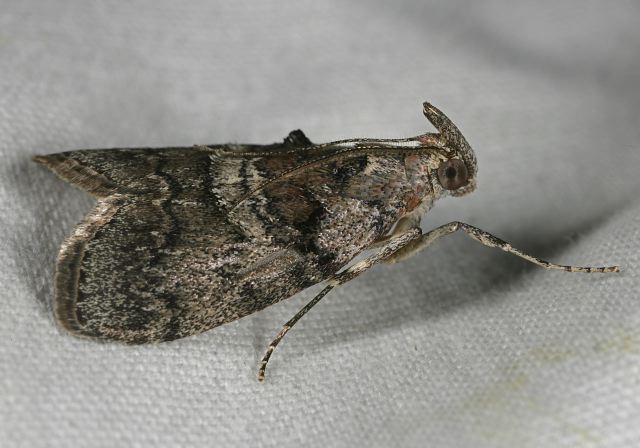 Pococera asperatella Pyralidae