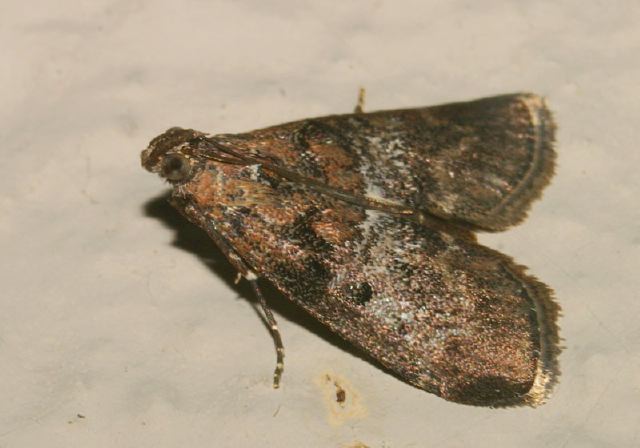 Pococera asperatella Pyralidae