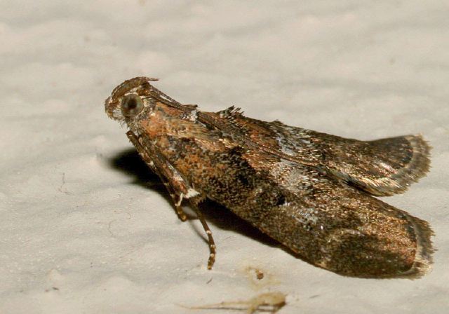 Pococera asperatella Pyralidae