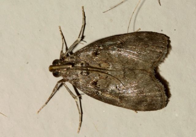 Pococera sp. Pyralidae