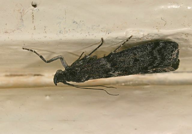 Pyla fusca? Pyralidae