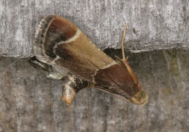 Pyralis farinalis Pyralidae