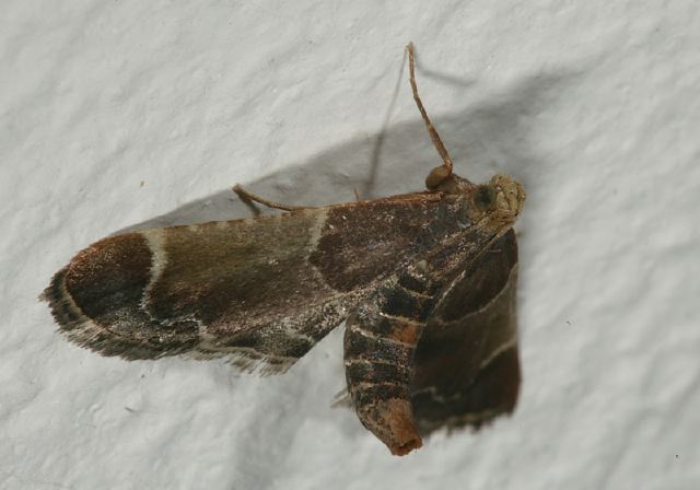 Pyralis farinalis Pyralidae