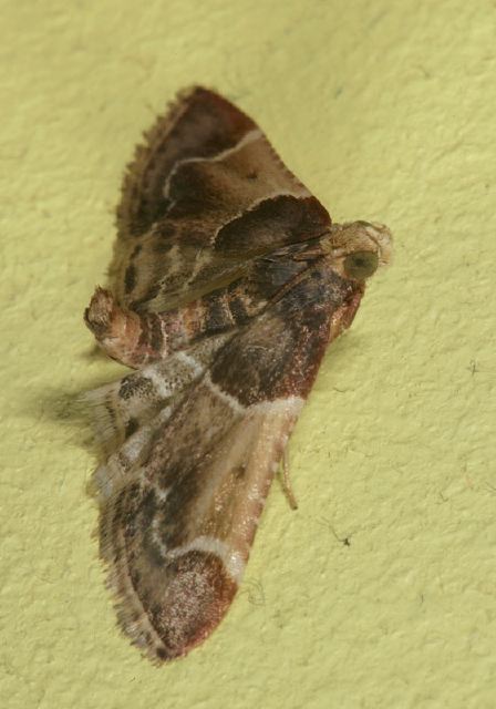 Pyralis farinalis Pyralidae