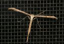 morning-glory_plume_moth610