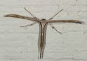 morning_glory_plume_moth552