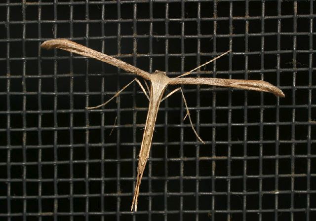 Emmenlina monodactyla Pterophoridae