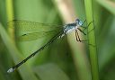 amber-winged_spreadwing258