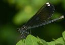 ebony_jewelwing609