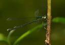 elegant_spreadwing948