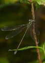 elegant_spreadwing952