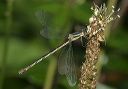 lyre-tipped_spreadwing4361