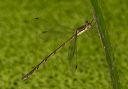 slender_spreadwing_3469