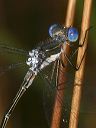 spotted_spreadwing_top866