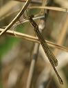 spreadwing_sp220