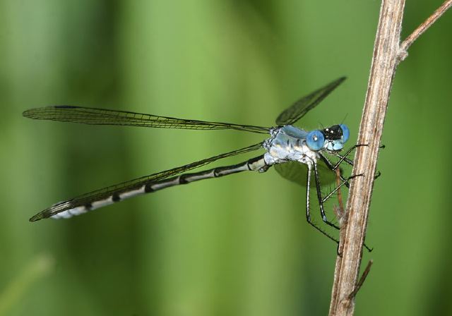 Lestes eurinus Lestidae