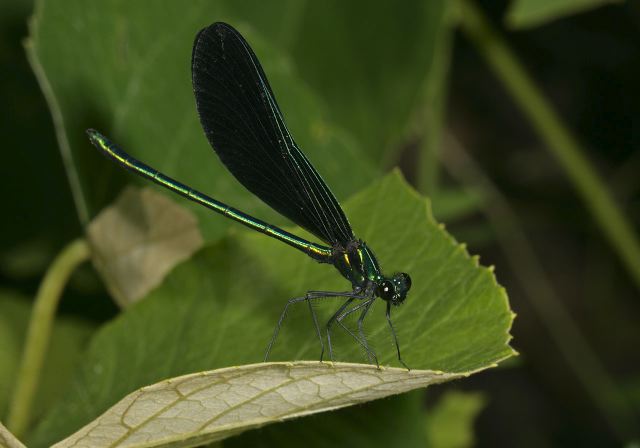 Calopteryx maculata Calopterygidae