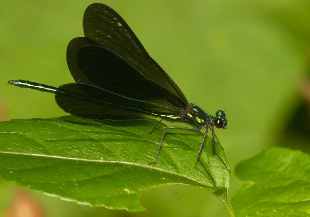 Calopteryx maculata Calopterygidae