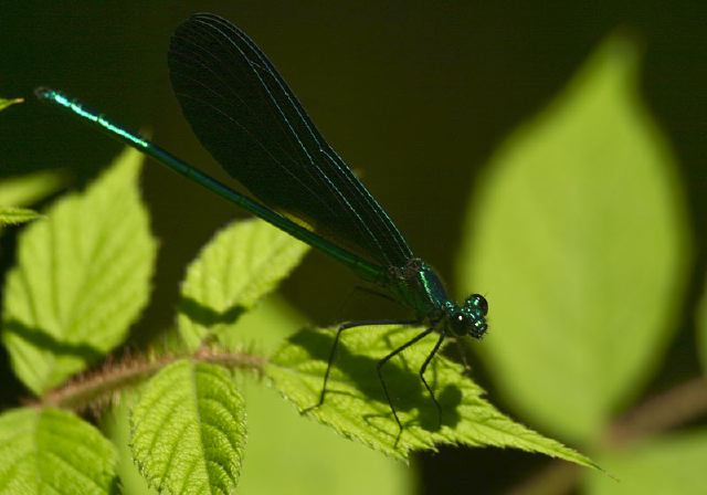 Calopteryx maculata Calopterygidae