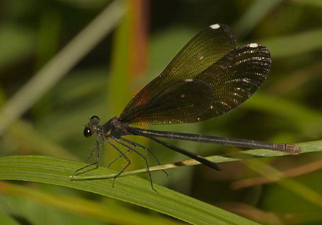 Calopteryx maculata Calopterygidae