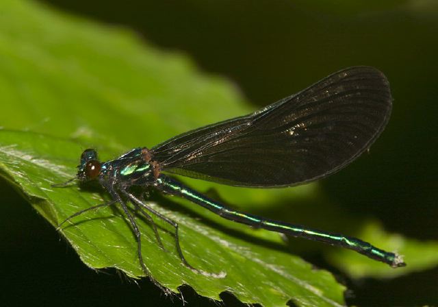 Calopteryx maculata Calopterygidae