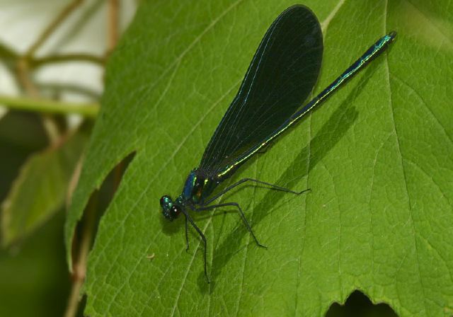 Calopteryx maculata Calopterygidae