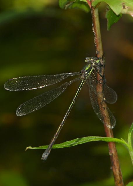 Lestes inaequalis Lestidae