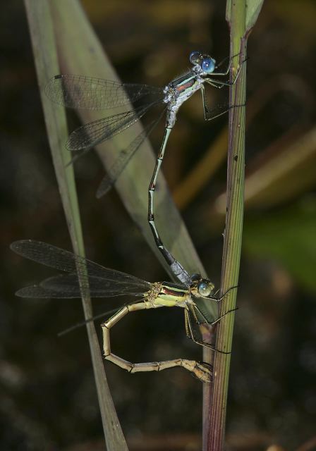 Lestes unguiculatus Lestidae