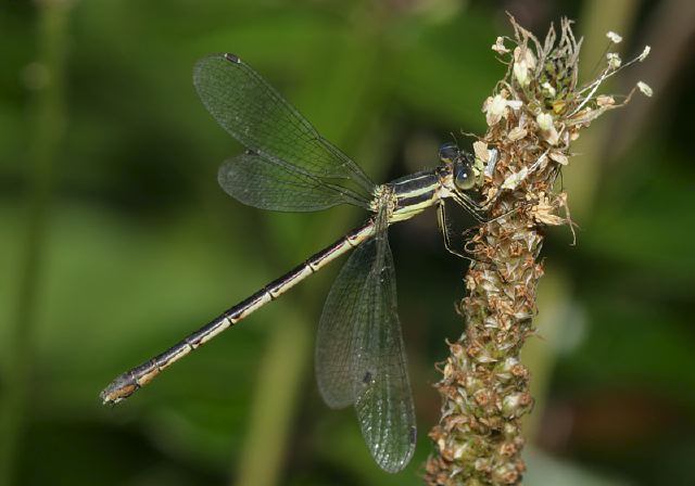 Lestes unguiculatus Lestidae