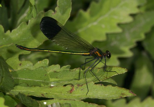 Calopteryx aequabilis Calopterygidae