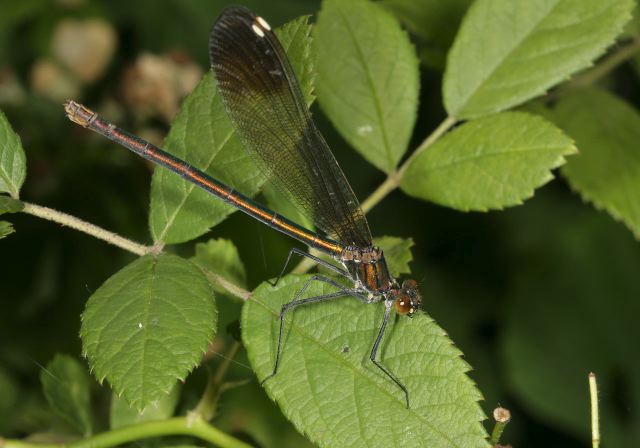 Calopteryx aequabilis Calopterygidae