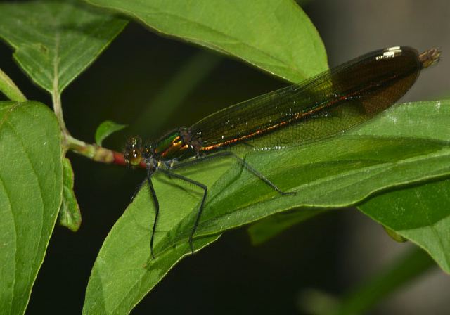 Calopteryx aequabilis Calopterygidae