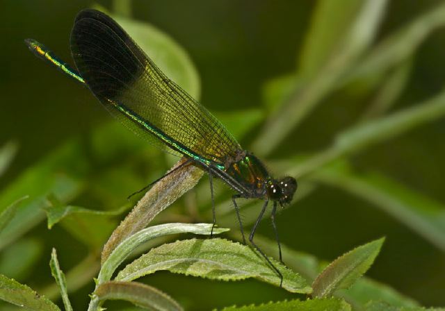 Calopteryx aequabilis Calopterygidae