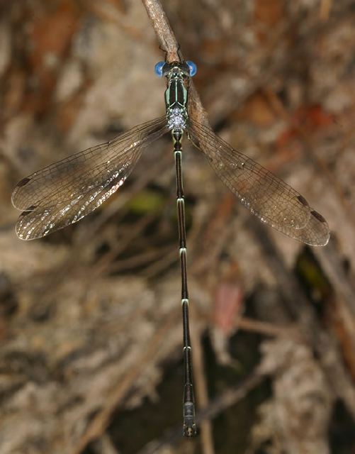 Lestes rectangularis Lestidae