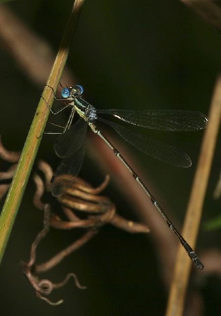 Lestes rectangularis Lestidae