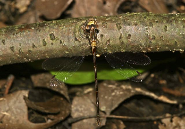 Lestes rectangularis Lestidae