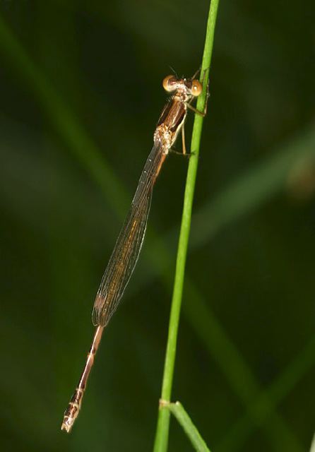 Lestes rectangularis Lestidae