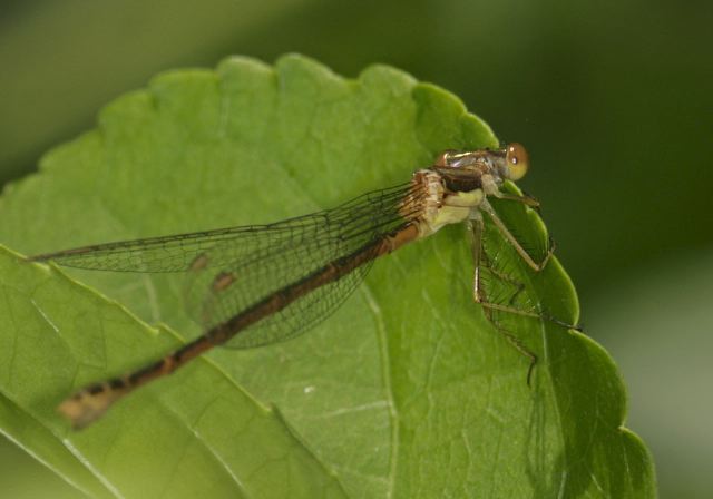 Lestes rectangularis Lestidae