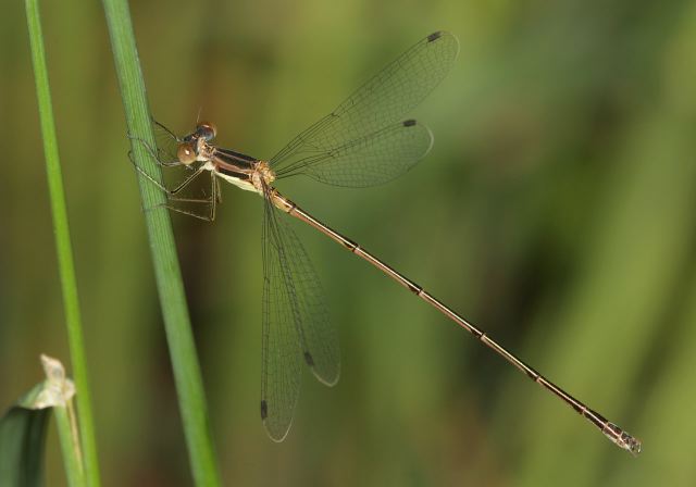 Lestes rectangularis Lestidae