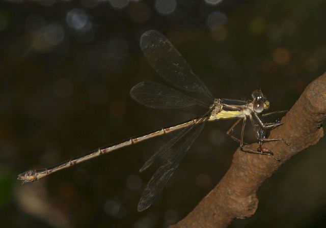 Lestes rectangularis Lestidae