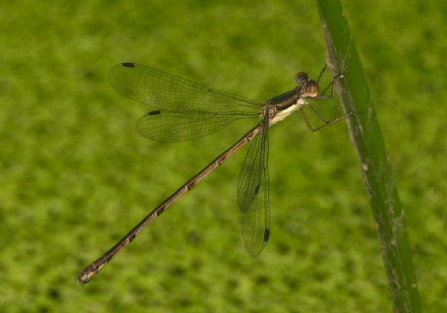 Lestes rectangularis Lestidae