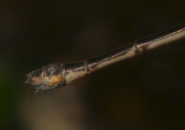 Lestes rectangularis Lestidae