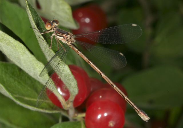 Lestes congener Lestidae