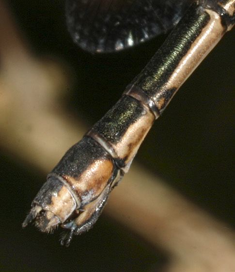 Lestes congener Lestidae