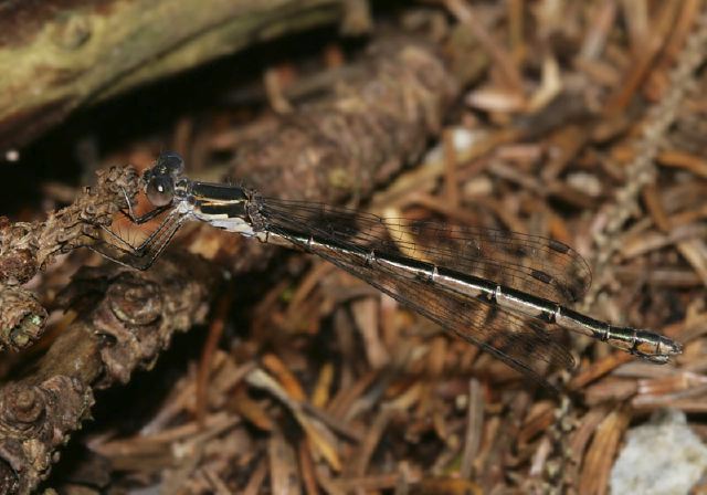 Lestes congener Lestidae