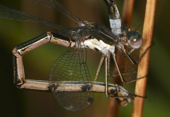 Lestes congener Lestidae