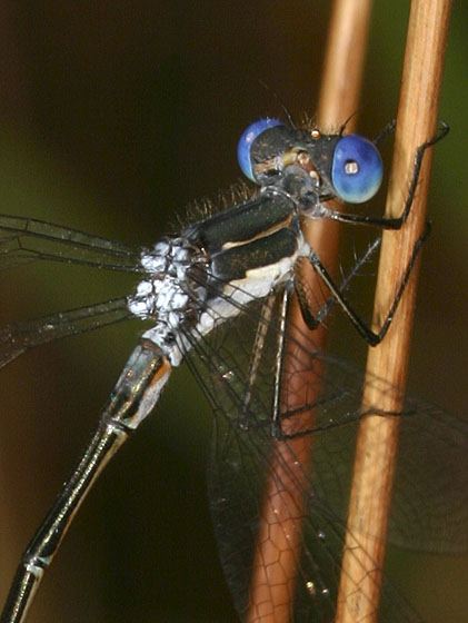 Lestes congener Lestidae